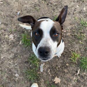 Alice - 2 Anni (Nata Indicativamente Il 29 Febbraio 2024)  Razza: Simil Amstaff/Pointer  Taglia: Media  